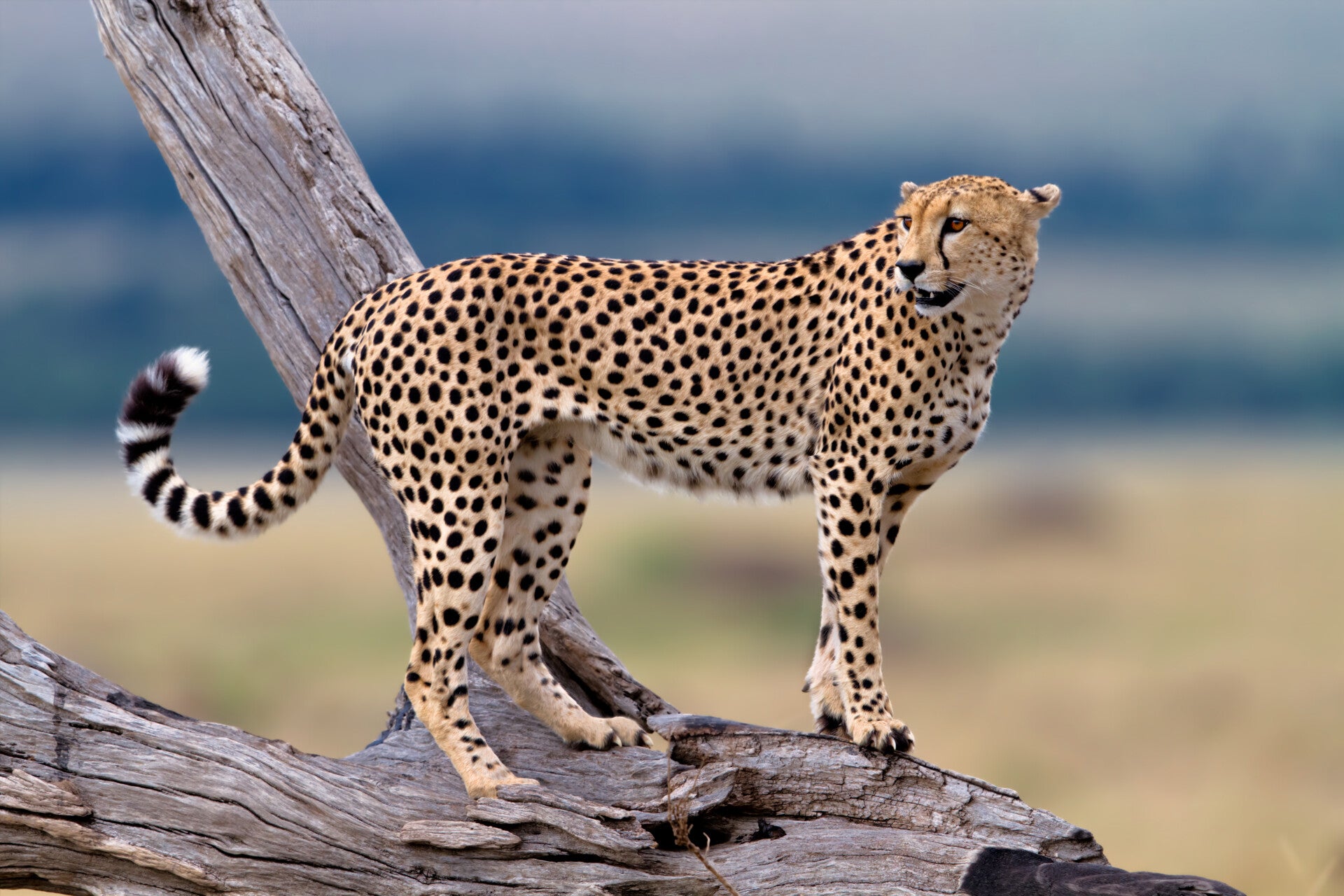 AN-0053 CHEETAH