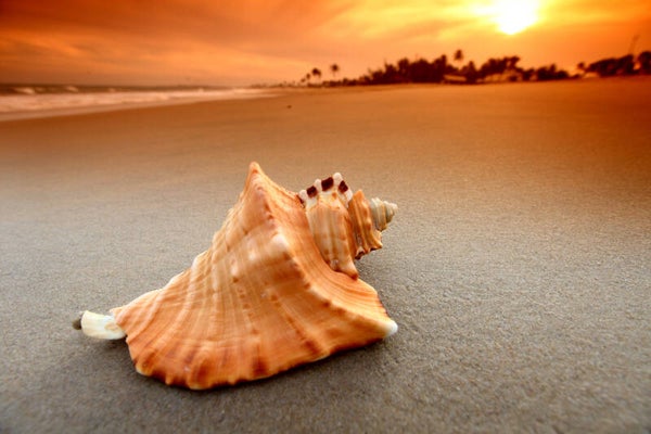 NA-0063 SCHELP OP STRAND