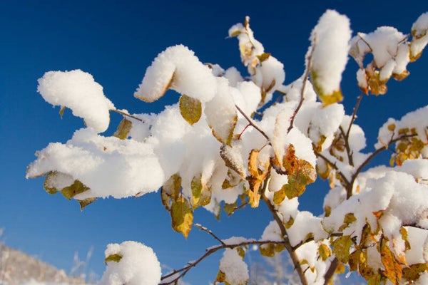 NA-0077 BESNEEUWDE TAKKEN
