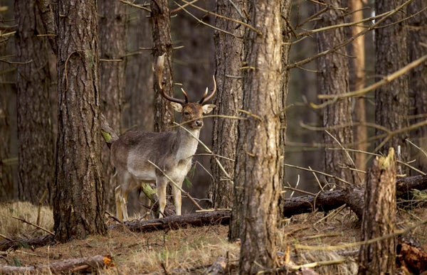 NA-0139 DAMHERT IN DENNENBOS
