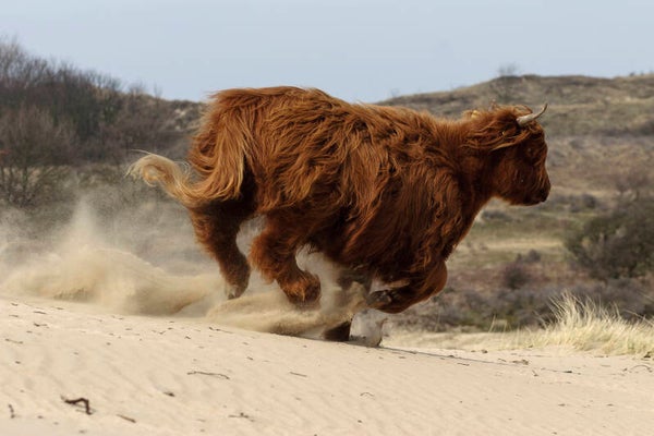 NA-0150 SCHOTSE HOOGLANDER RENT OVER HET ZAND