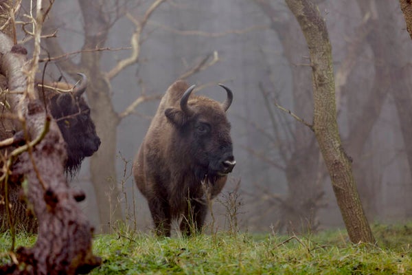 NA-0153 WISENT IN BOS