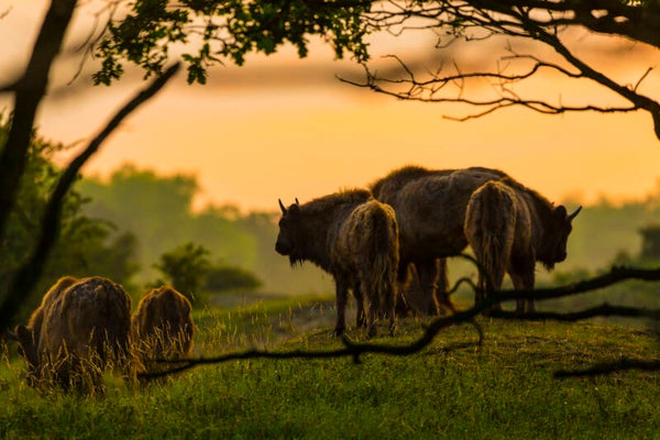 NA-0157 WISENTEN BIJ ZONSONDERGANG