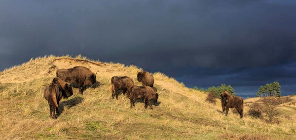 NA-0164 WISENTEN OP DUIN MET DONKERE LUCHT