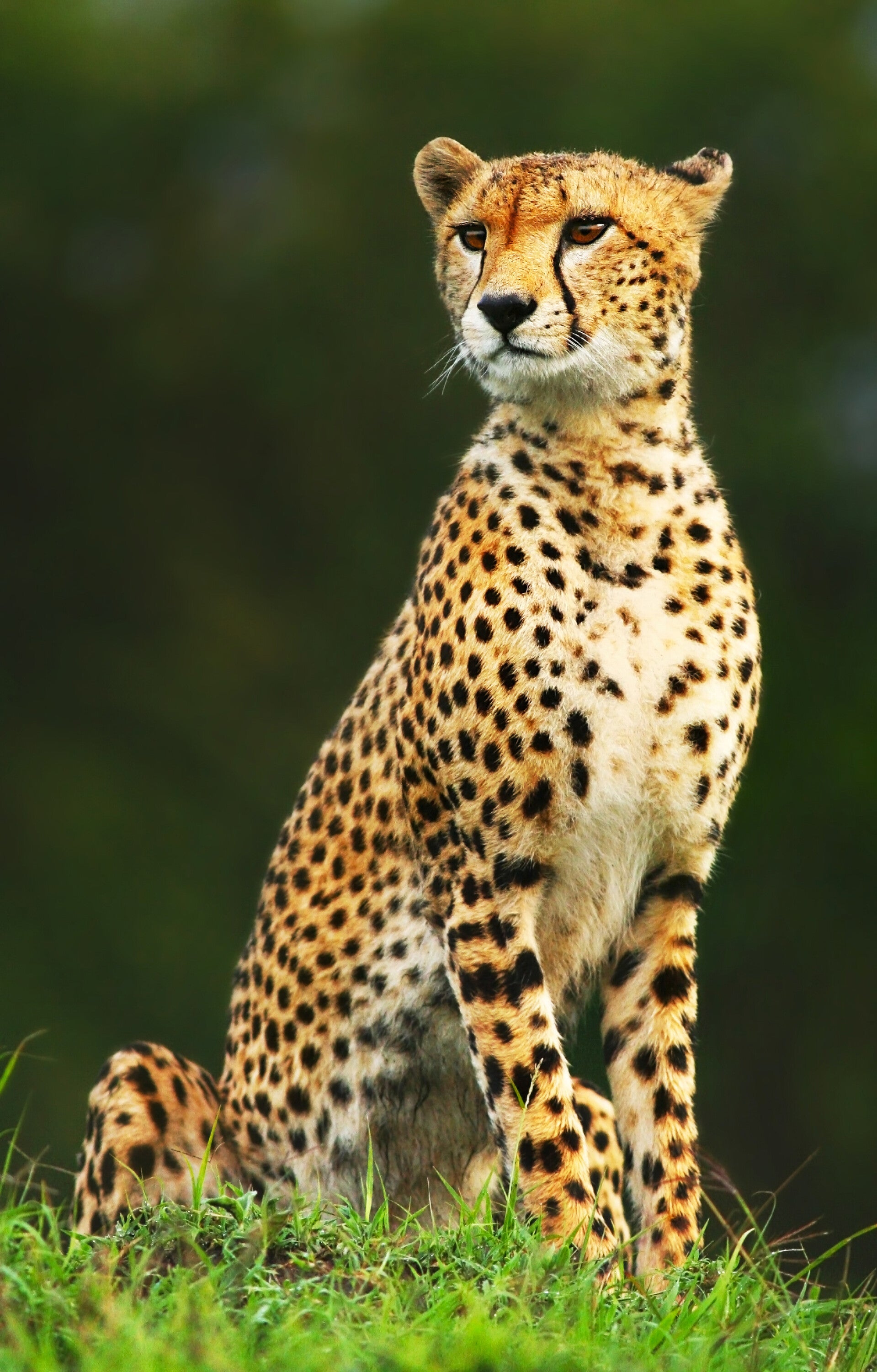 AN-0046 CHEETAH