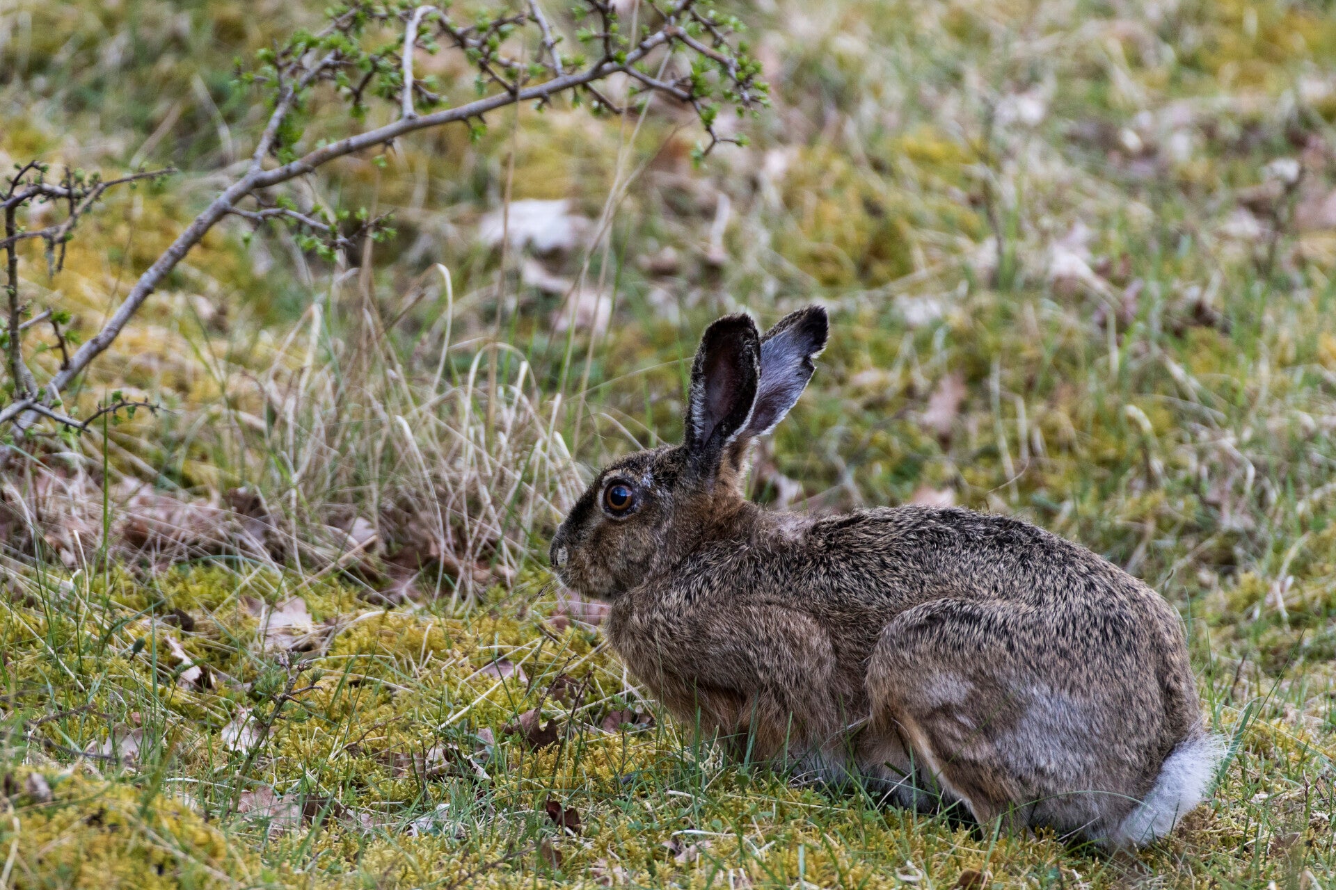 AN-0037 HAAS IN NATIONAAL PARK ZUID-KENNEMERLAND