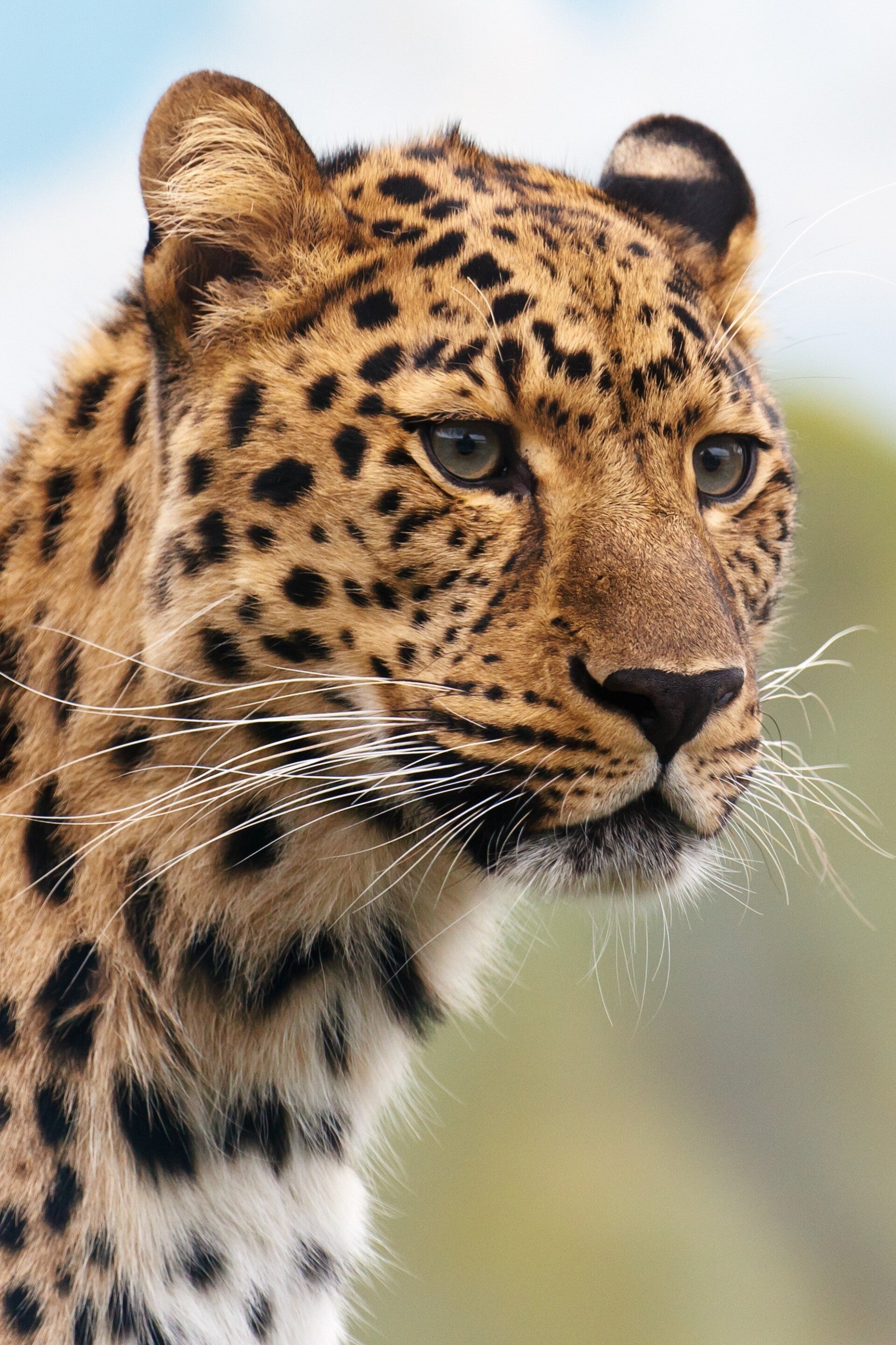 AN-0032 CHEETAH