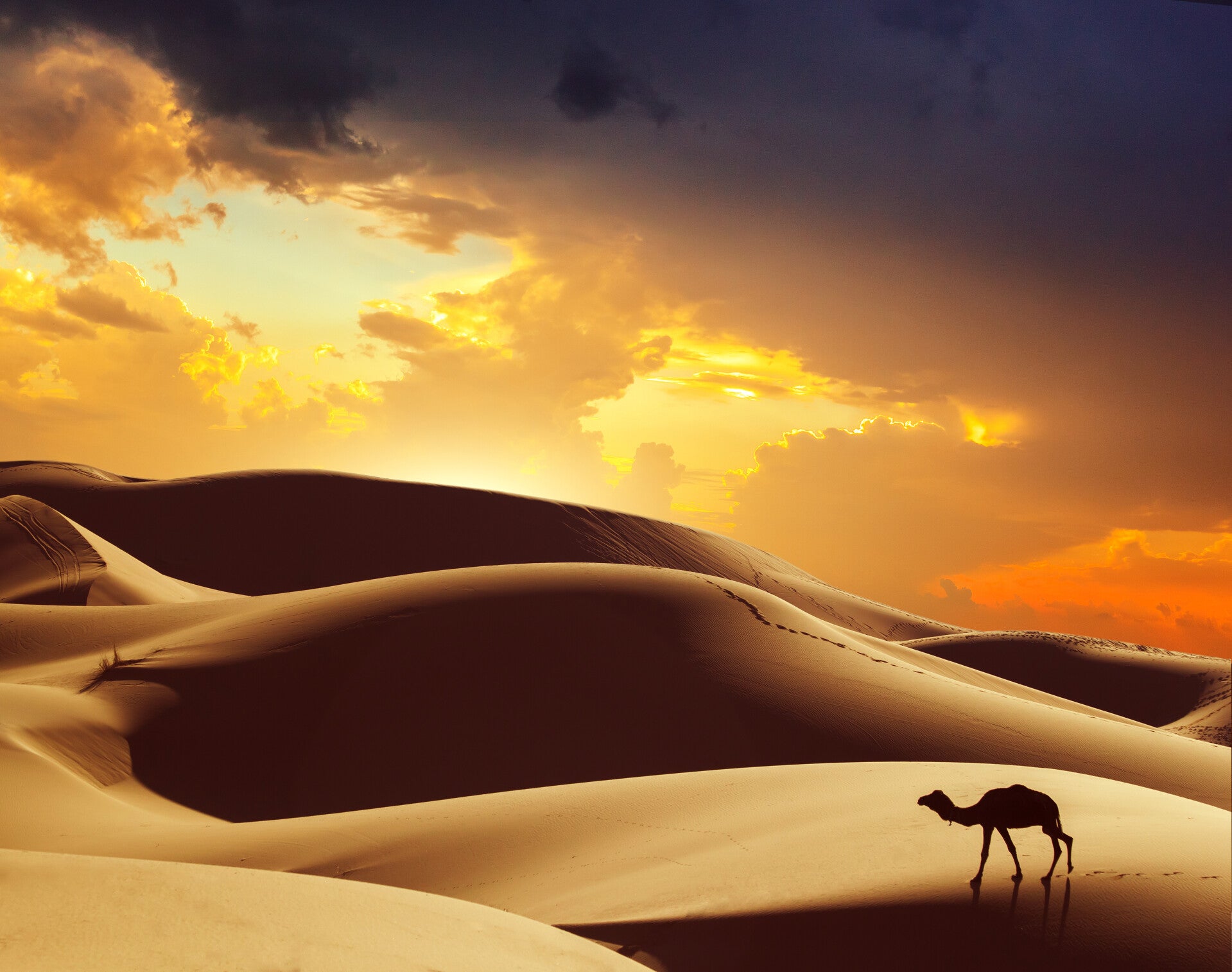 NA-0034 CAMEL IN THE DESERT