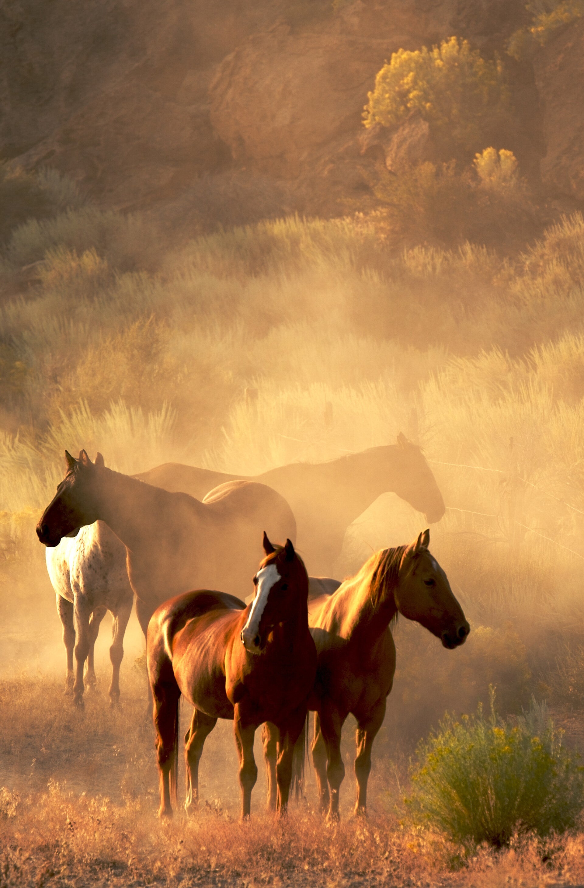 AN-0040 PAARDEN