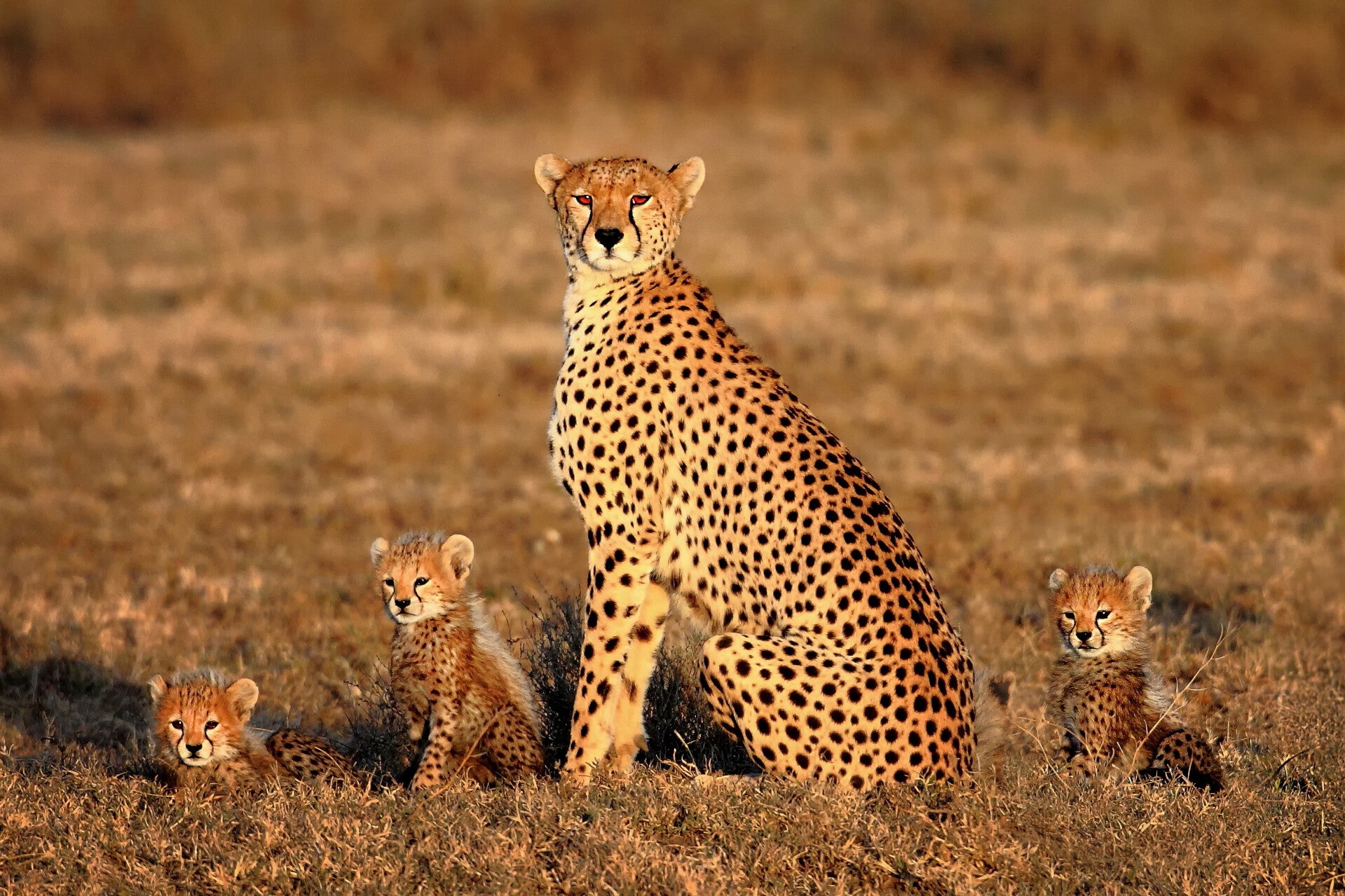 AN-0058 CHEETAH'S