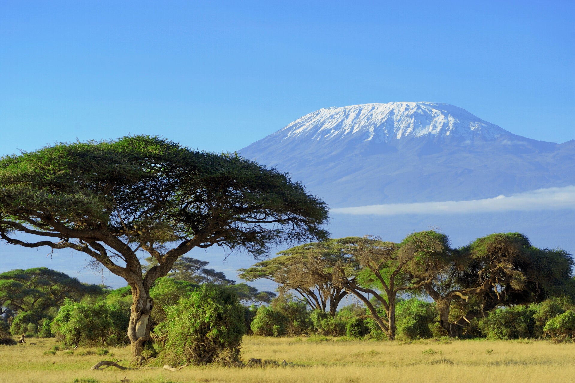 NA-0033 KILIMANJARO