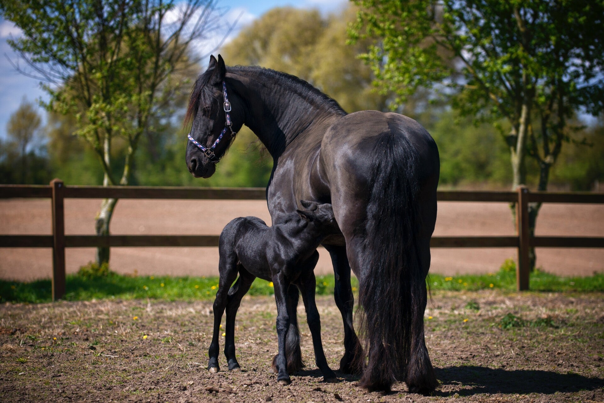 AN-0021 FRIES PAARD MET VEULEN