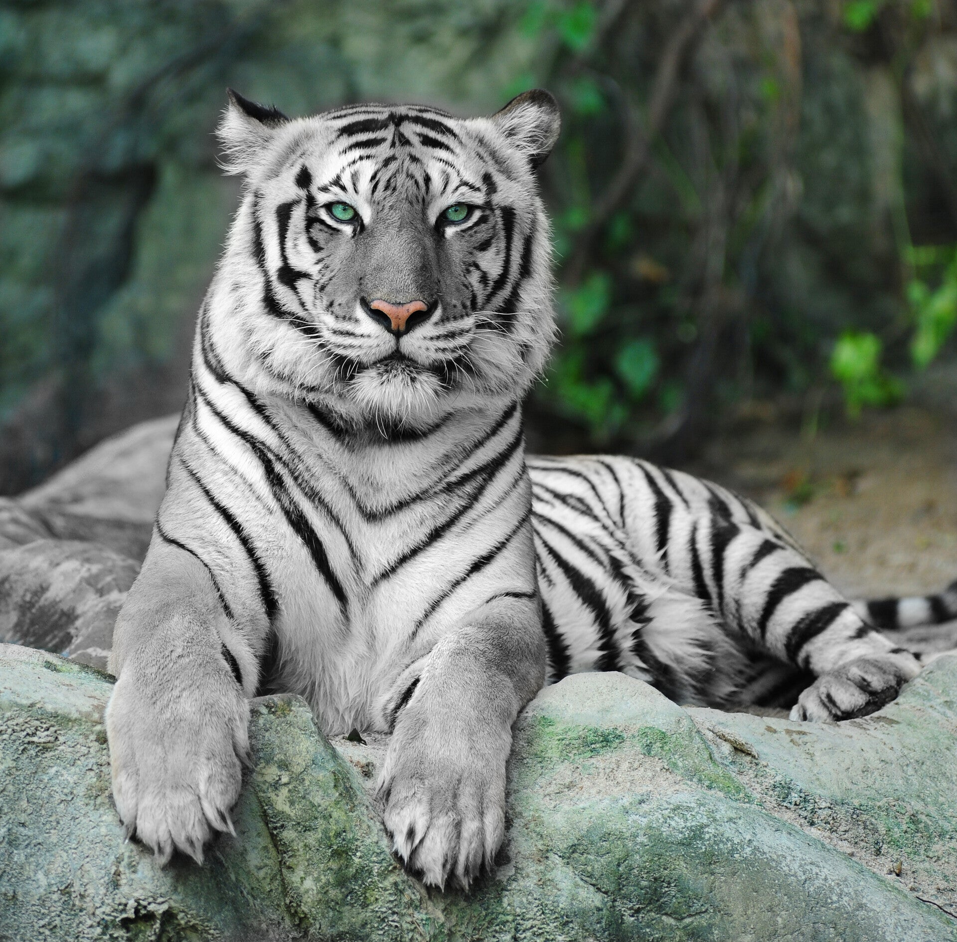AN-0043 TIJGER