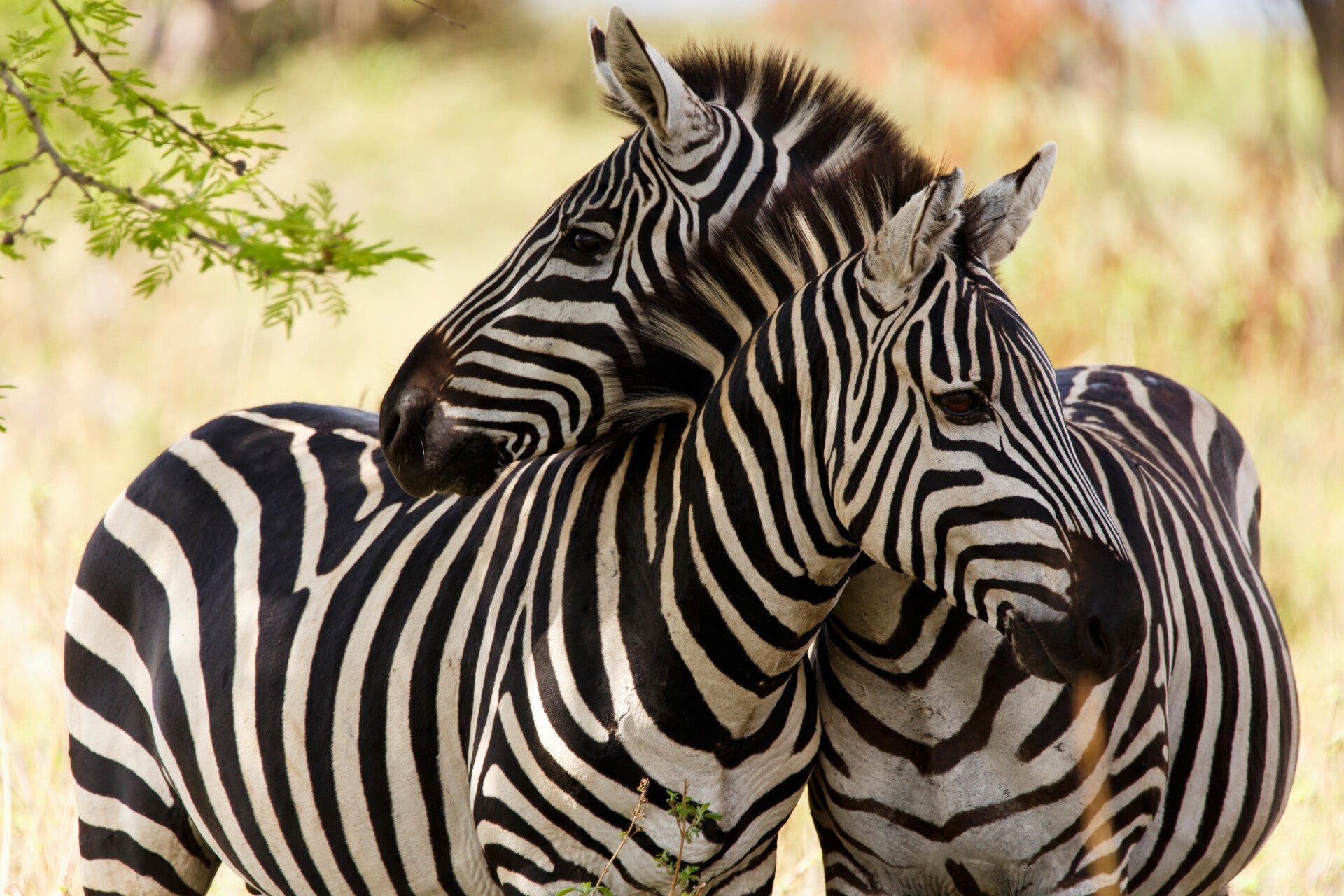 AN-0009 ZEBRA