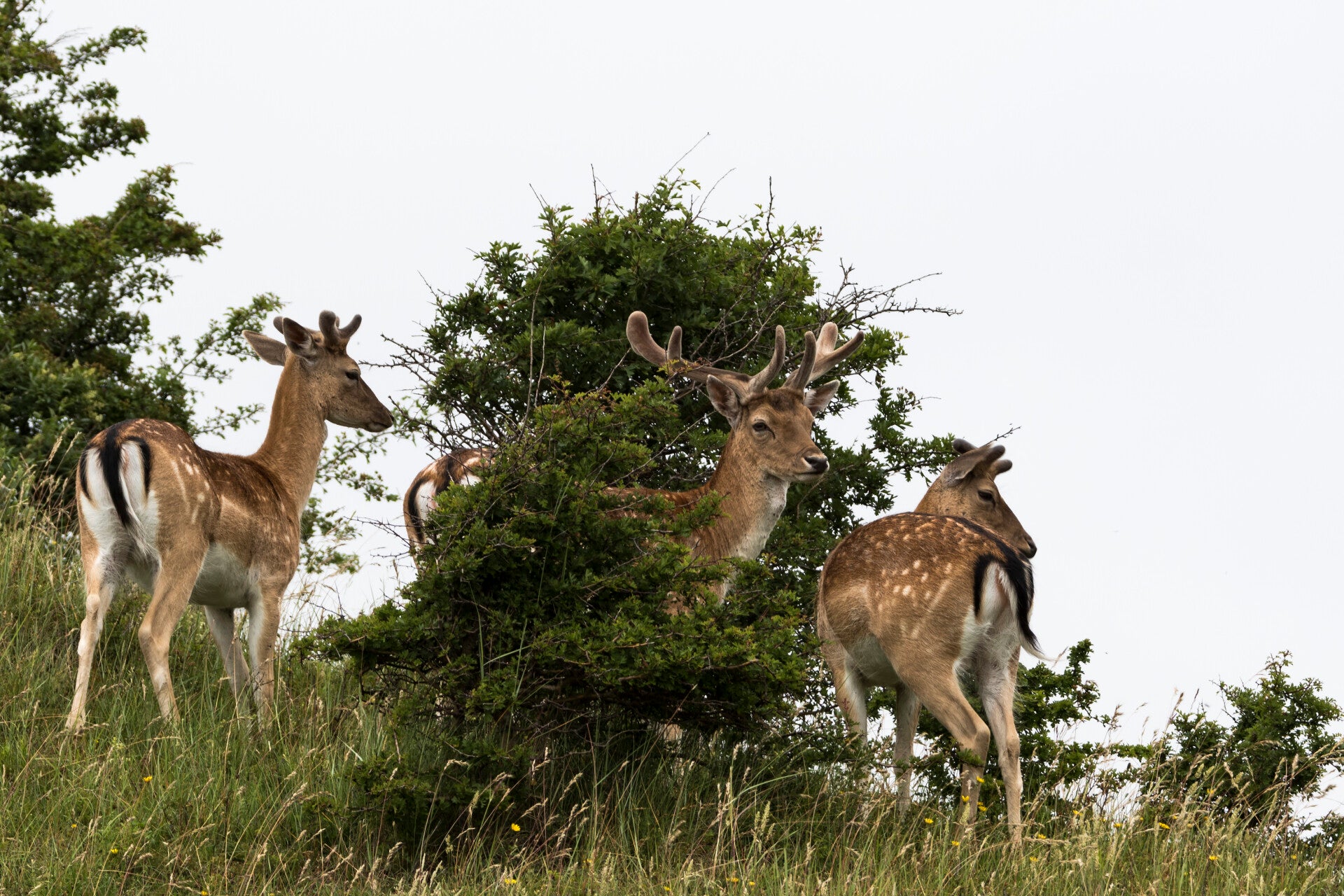 AN-0038 HERTEN IN NATIONAAL PARK ZUID-KENNEMERLAND