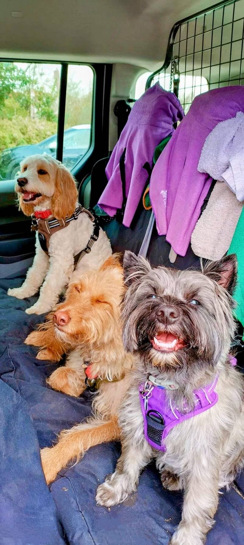 Professional, reliable dog walking with GPS-tracked walks and personalised pet care you can trust.