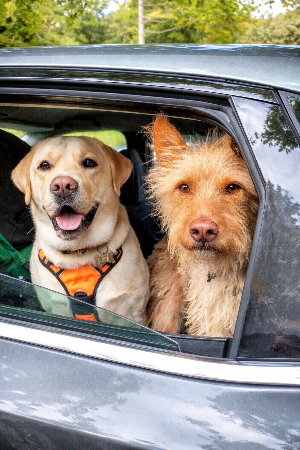 The lovely Cooper and Nelo. Besties forever.