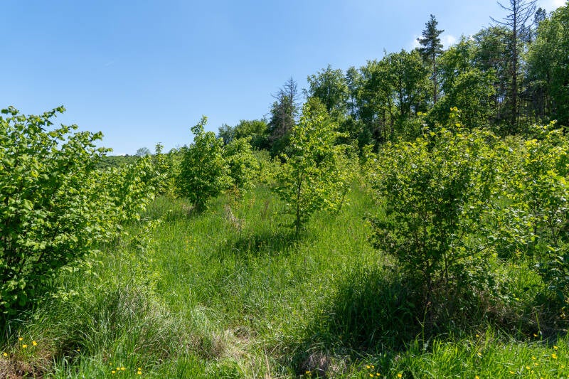 Zu sehen ist eine ökologische Ausgleichsmassnahme (Wiederaufforstung) in Wiechs am Randen.