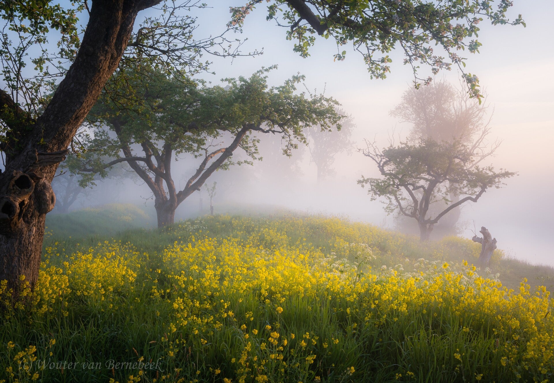 Lente-ochtend met mist, 1 mei 2022