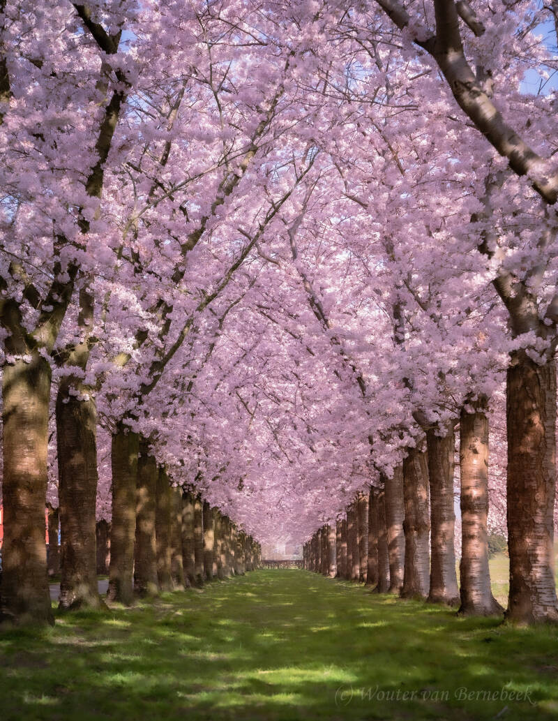 Bloesem Flevoland, 25 maart 2022