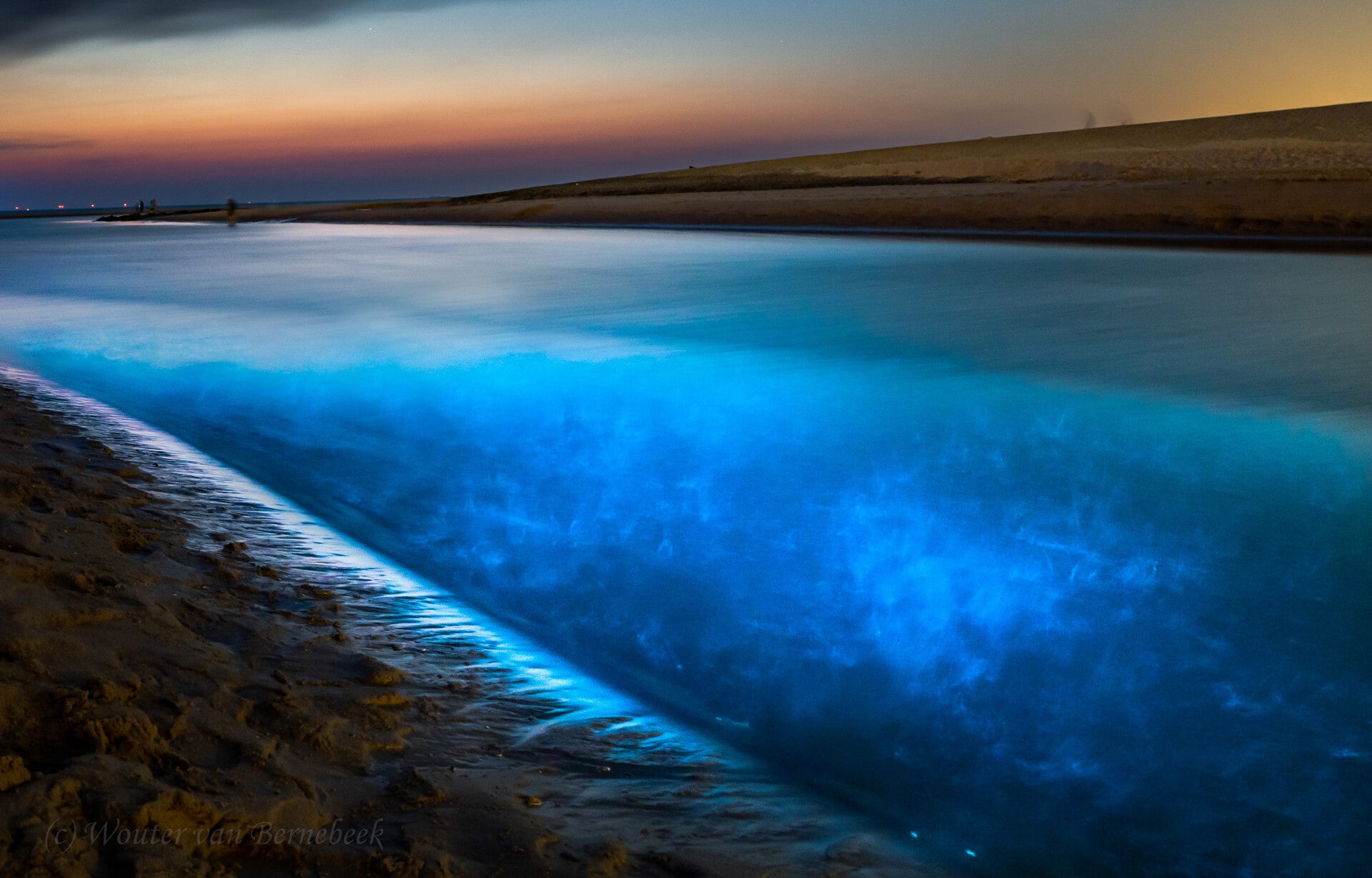 Zeevonk langs de westkust van Zuid-Holland, 9 juni 2023