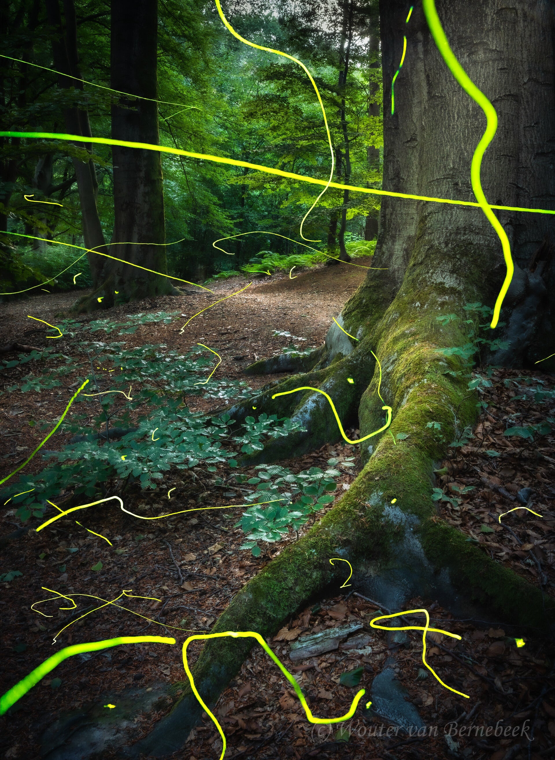 Vuurvliegjes (stack), Groesbeek 10 juli 2022