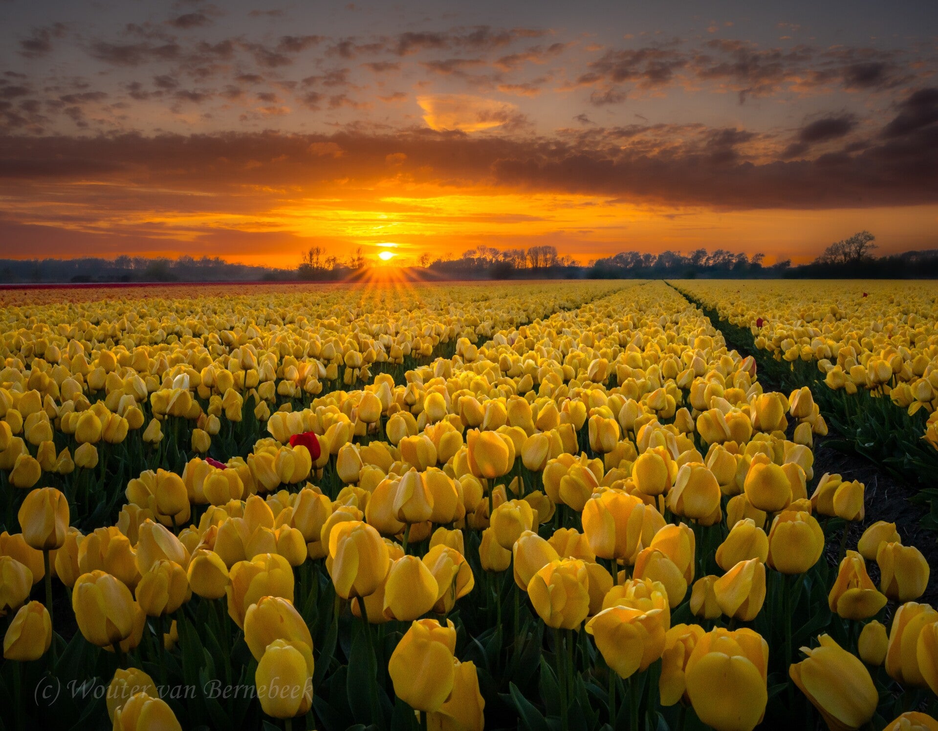 Zonsondergang boven de tulpen (Noordwijk, 17 april 2026)