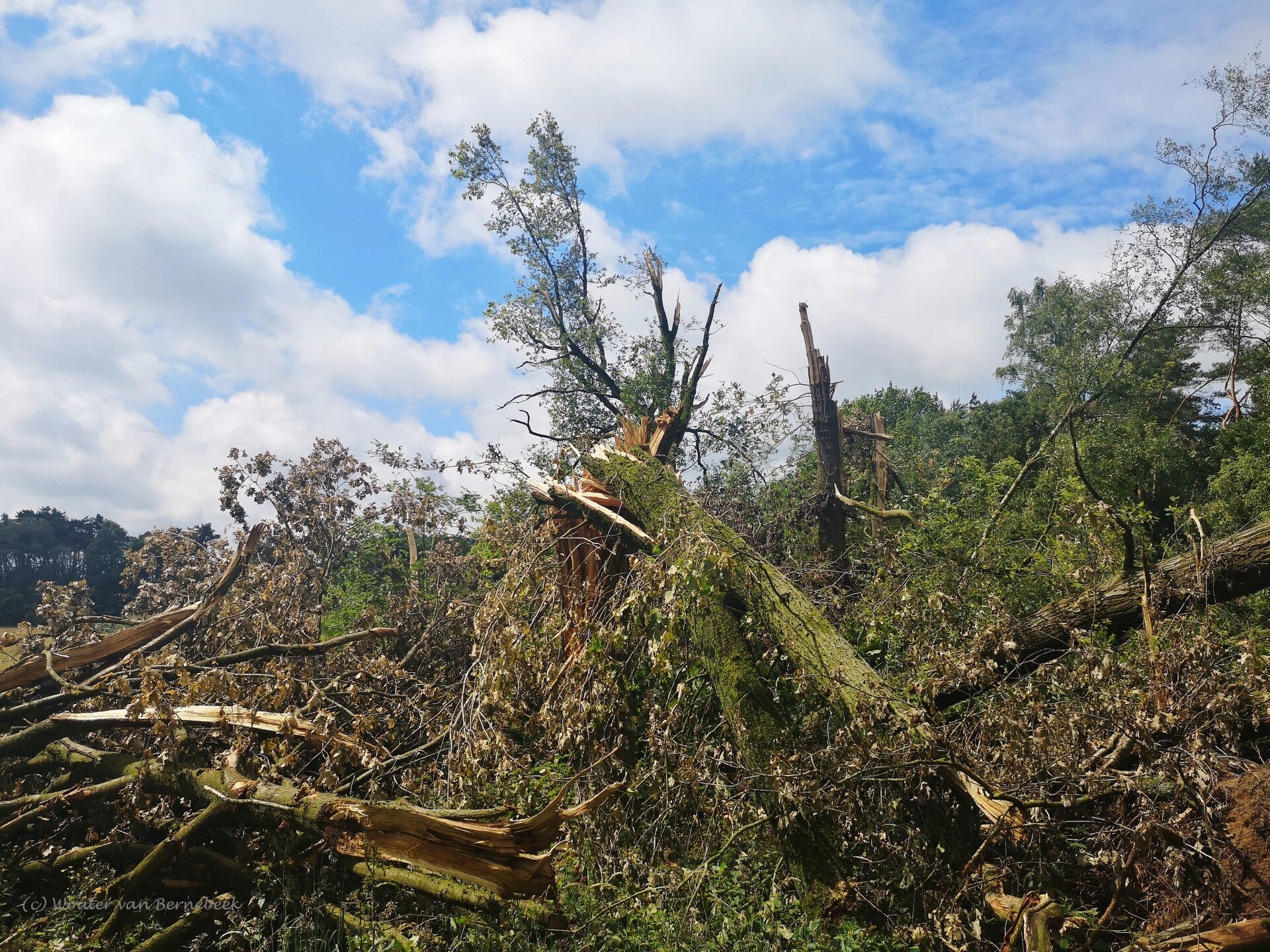 Zware schade door de nachtelijke tornado, zuidwest van Nijmegen, 5 juni ‘s middags