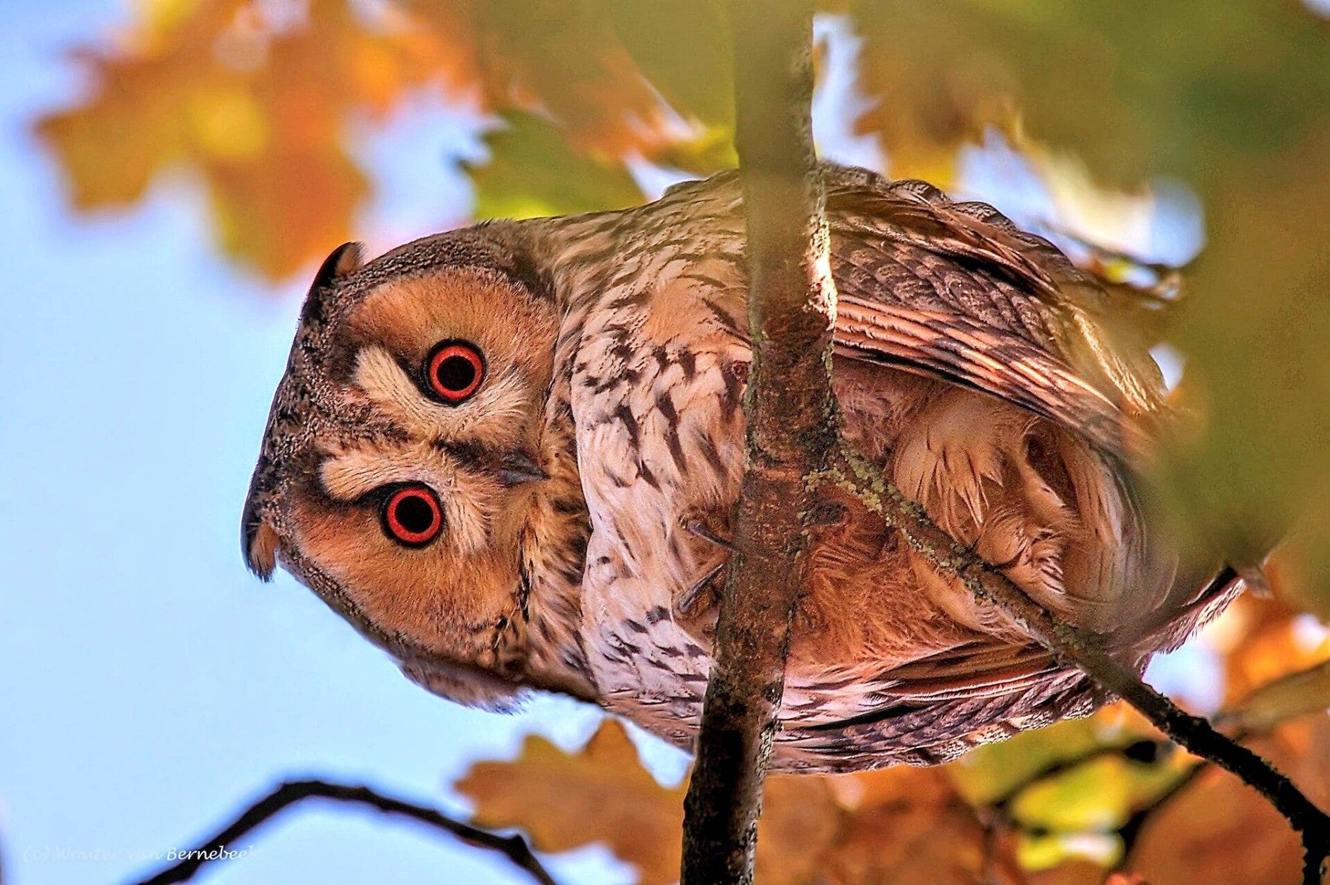 Ransuilen Nijmegen, 5 dec 2019