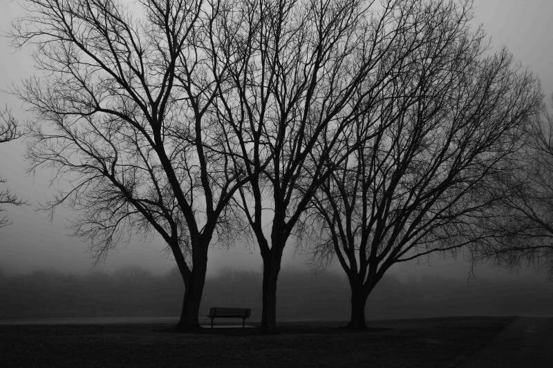 bw-tree-trio-standard.jpg