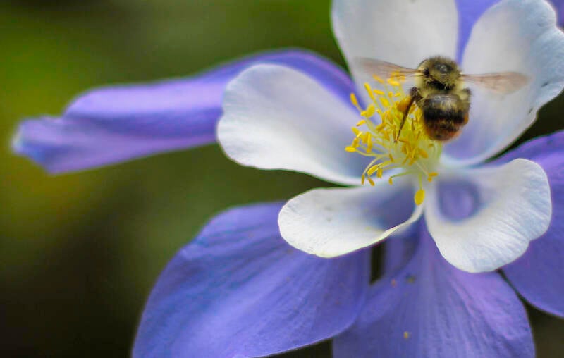 columbine-with-bee-standard.jpg