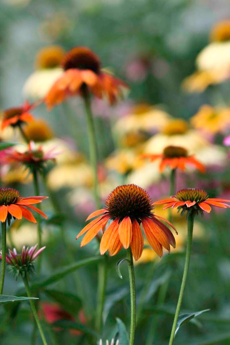 coneflower-dance-standard.jpg