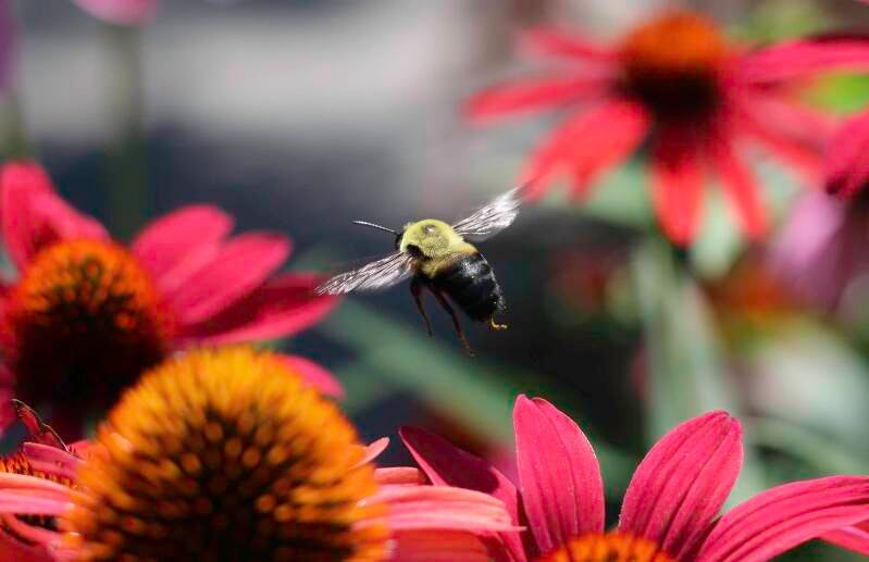 coneflower-hover-standard.jpg