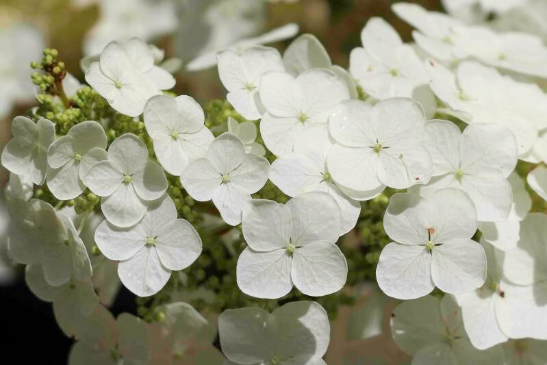 dogwood-delight-standard.jpg