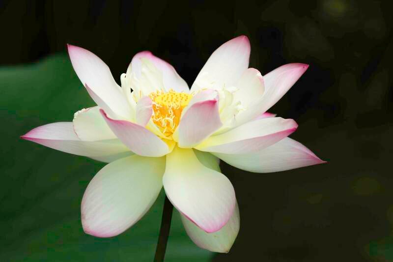 lotus-glow-standard.jpg