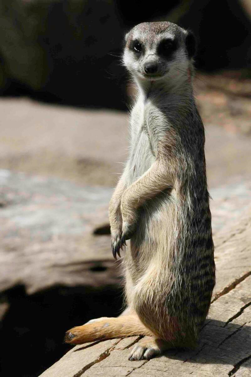 meerkat-check-you-out-standard.jpg