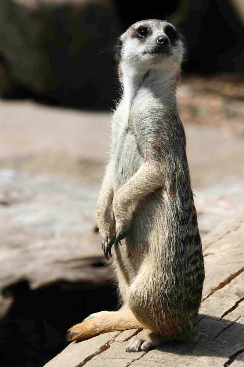 meerkat-look-up-standard.jpg