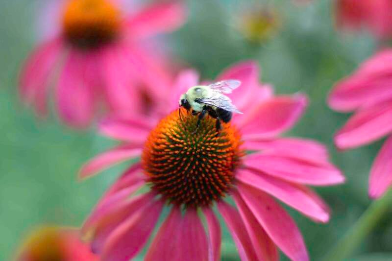 pink-coneflower-with-bee-standard.jpg