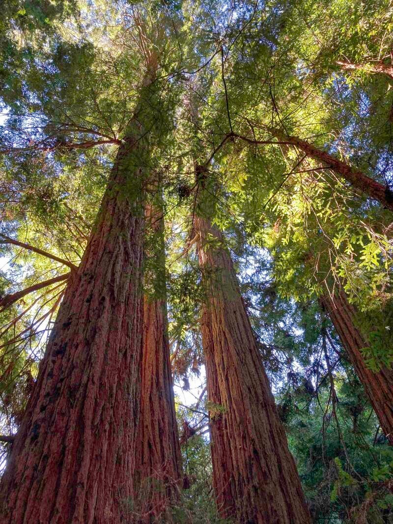 san-francisco-muir-woods-standard.jpg