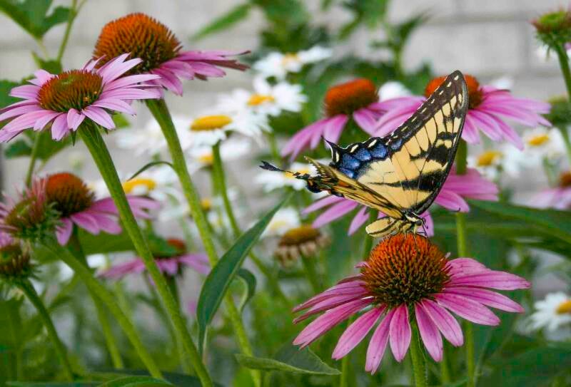 swallowtail-visitor-standard-93255v.jpg