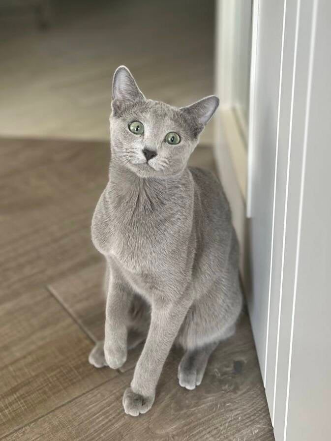 Russisch Blau Zuchtkatze Jade von der Eiderhöhe 