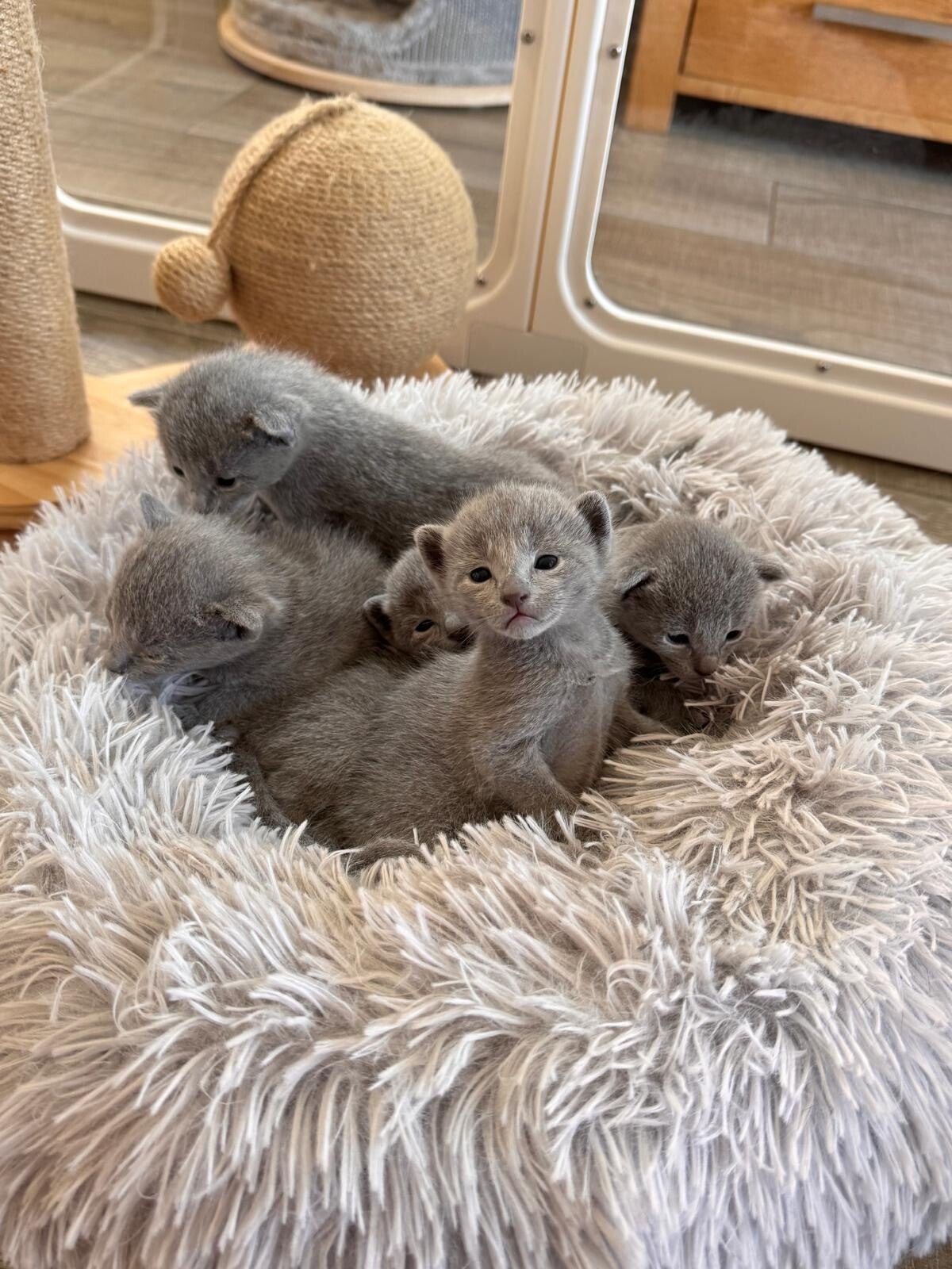 Russisch Blau Kitten von der Eiderhöhe 