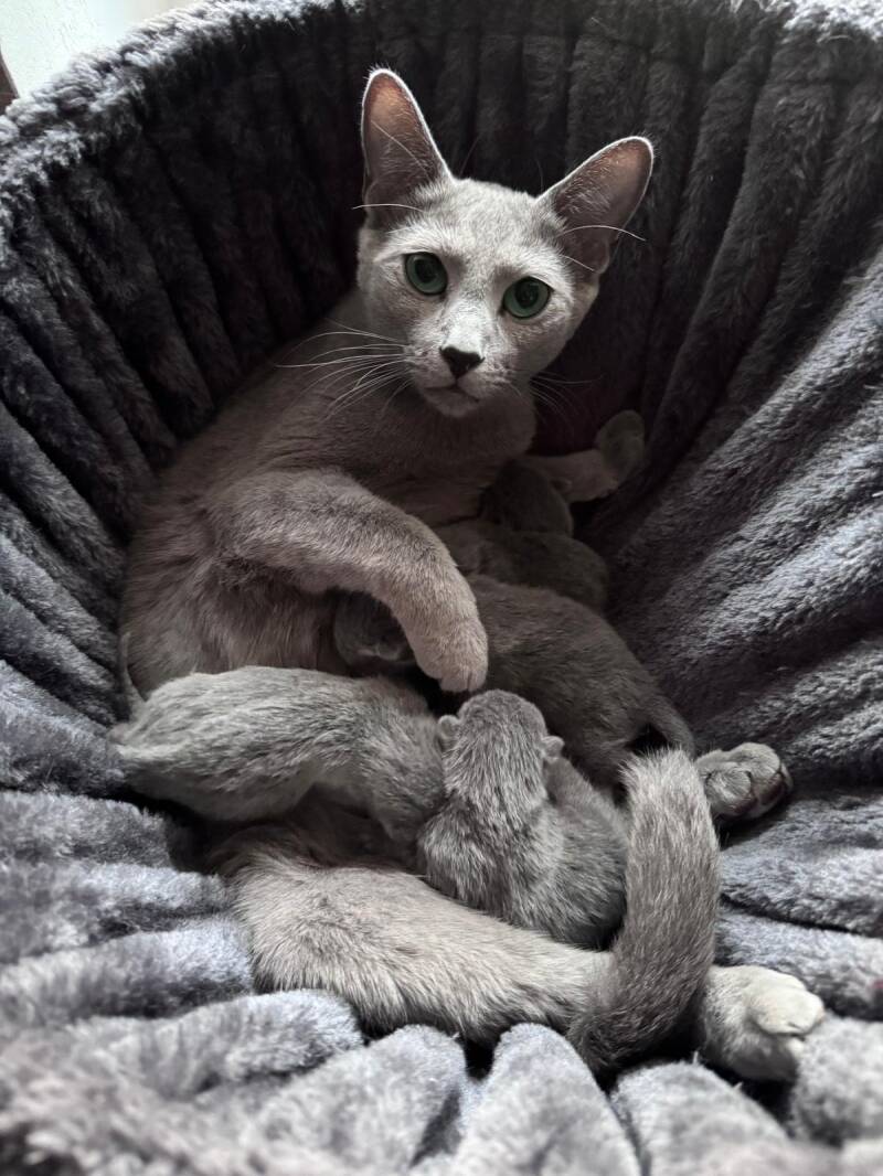 Russisch Blau Zuchtkatze mit neugeborenen Kitten von der Eiderhöhe 