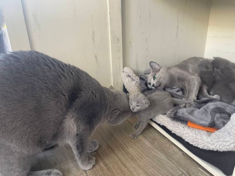 Russisch Blau Kater Levin hilft bei der Pflege der Kitten von der Eiderhöhe 