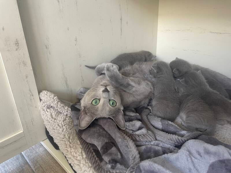 Russisch Blau Zuchtkatze Ina von der Eiderhöhe 