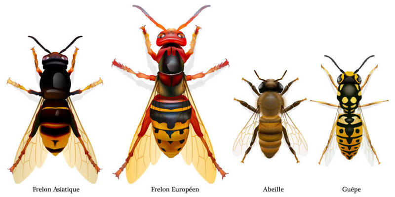comment reconnaitre frelons guepes Savenay