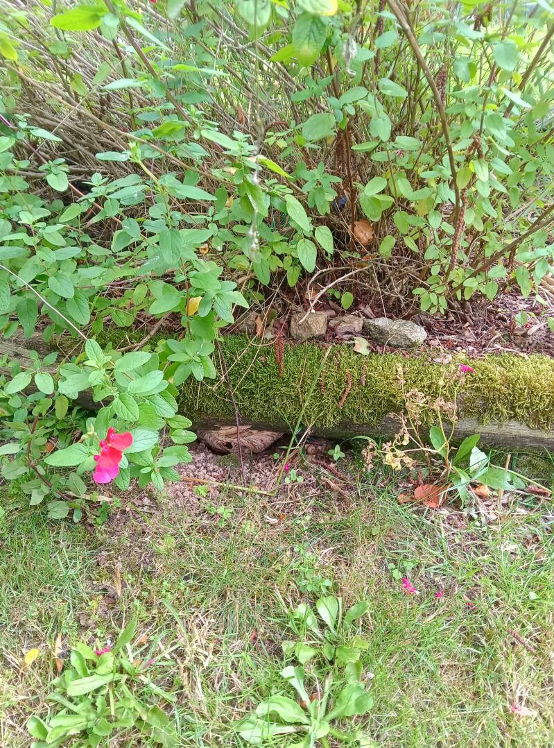 Nid de frelons au sol Crossac