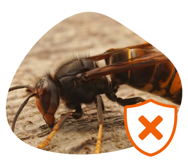 Destruction nid frelons Savenay