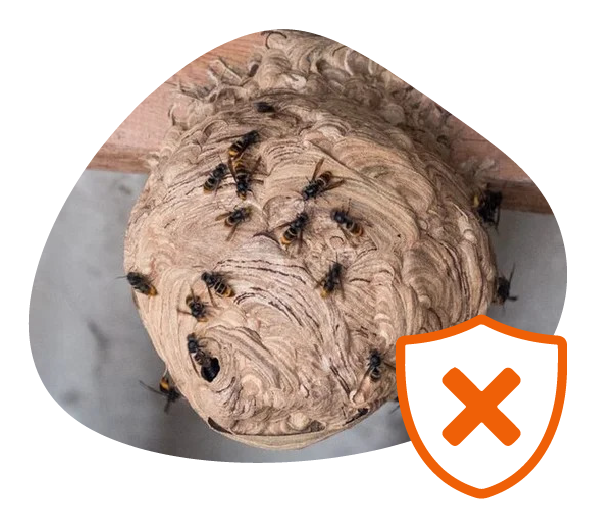 détruire nid guêpes frelons Pontchateau Savenay