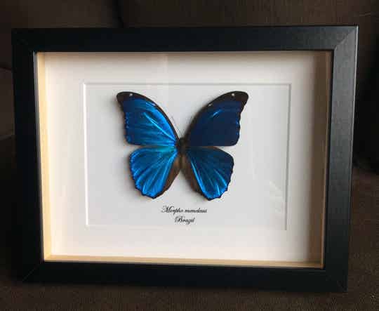 Vlinder Morpho menelaus